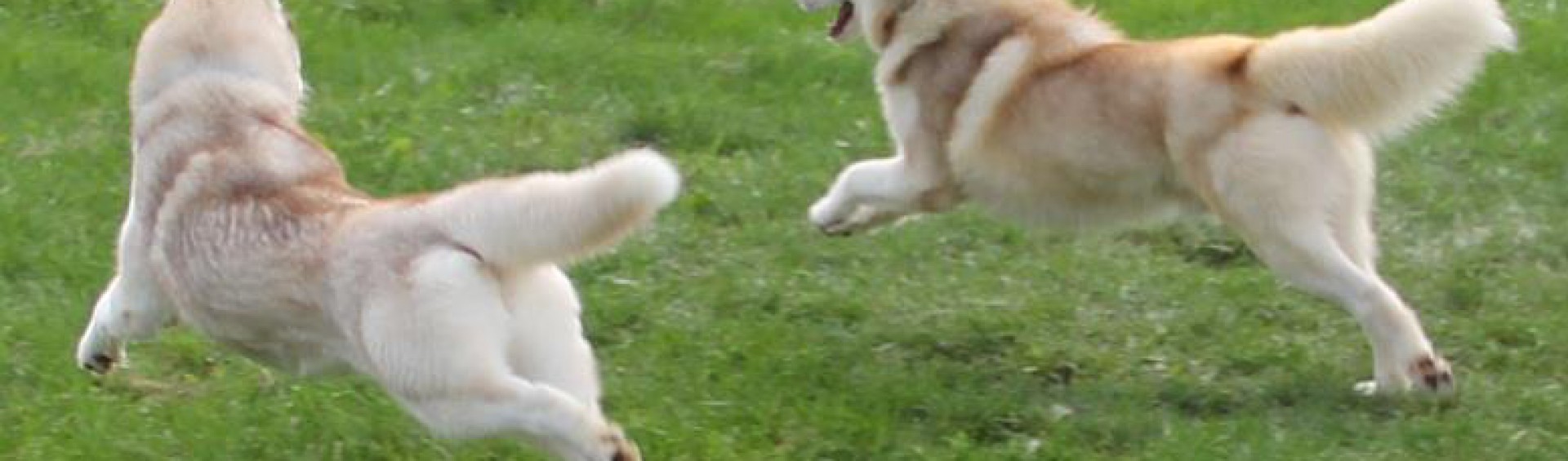 Siberian Husky Award Winning Parents