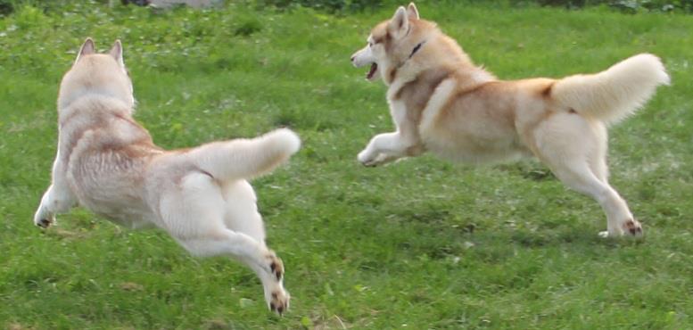 Siberian Husky Award Winning Parents